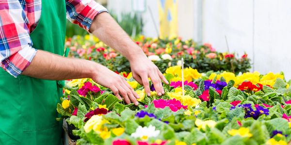 garden greenhouse aquaponics raised beds farm vegetables heirloom seeds trees citrus fruit tropical 