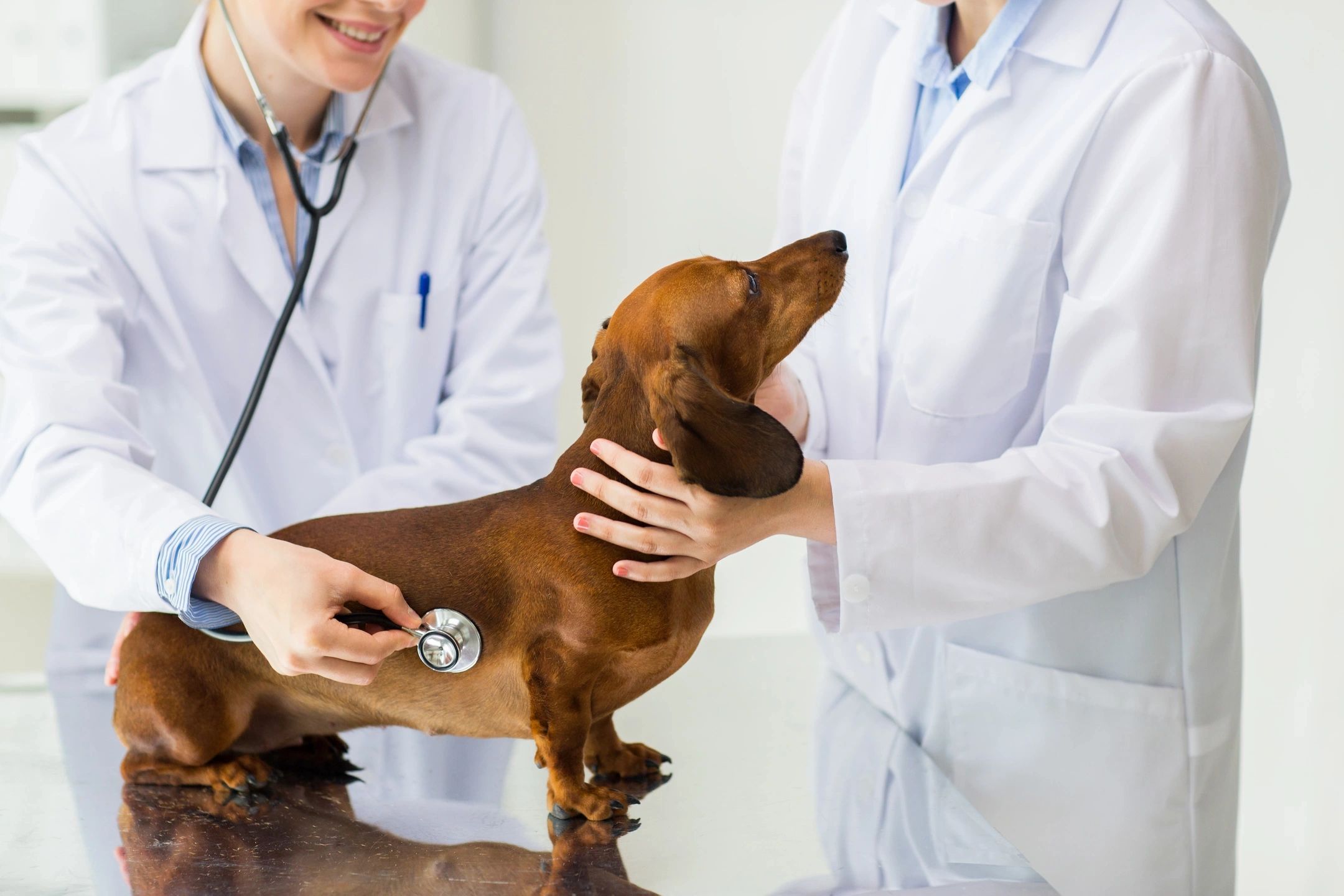 Ветеринарный врач приема. Ветеринария. Собака врач. Терапия животных. Собака на приеме.