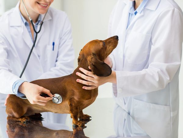 pet Diagnosis Diagnosis Treatment
