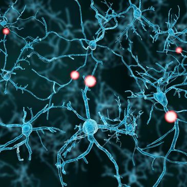 synaptic connections, brain networks, healthy brain function