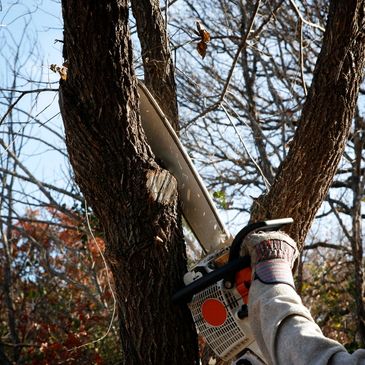 Affordable tree trimming services in Omaha. Tree trimming arborist. Licensed & Insured tree work.