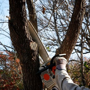 Tree Trimming