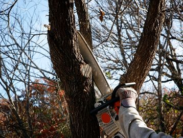 Tree Trimming