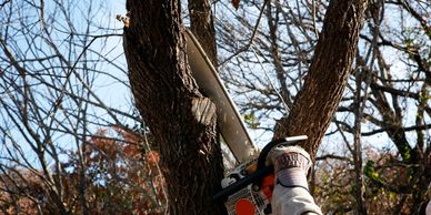 Tree cutting 