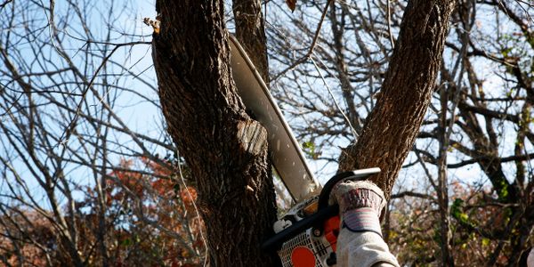 Chainsaw Cutting Tree