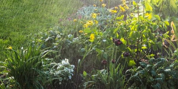Flower beds and grass