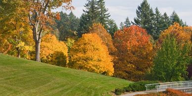 A scenic autumn landscape with colorful trees and green grass.