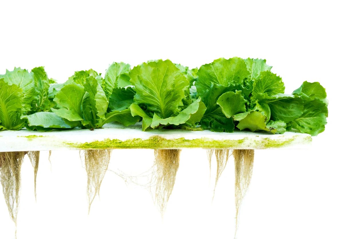 Hydroponic lettuce