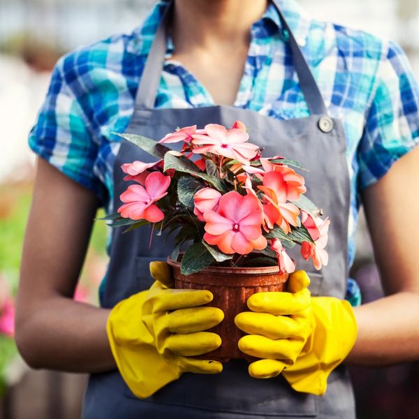 Replant Plants