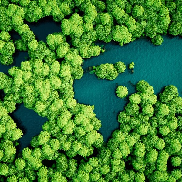 Aerial view of dense green trees surrounding a blue water body.