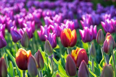 A vibrant field of purple and orange tulips basking in sunlight.