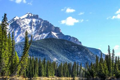 Snow capped mountain with blue sky and evergreen trees.