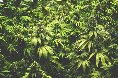 Dense green cannabis plants growing outdoors under natural light.