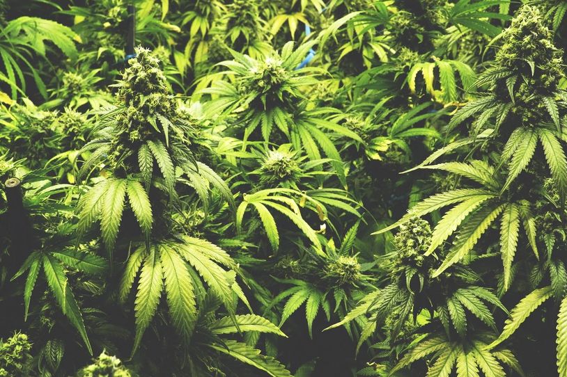 weed-deals-albuquerque