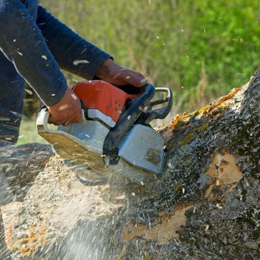 Chainsaw cutting a tree.