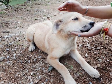 Dog receiving an animal Reiki session. Near Cole Harbour, Three Fathom Harbour Nova Scotia