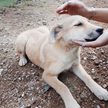 A person gently pets a relaxed dog lying on rocky ground.