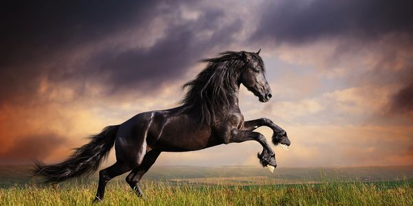Andalusian heart horse running through a field