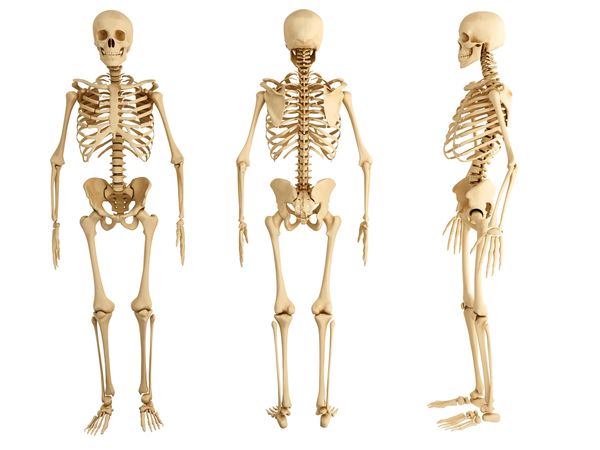 Bones from the inside out