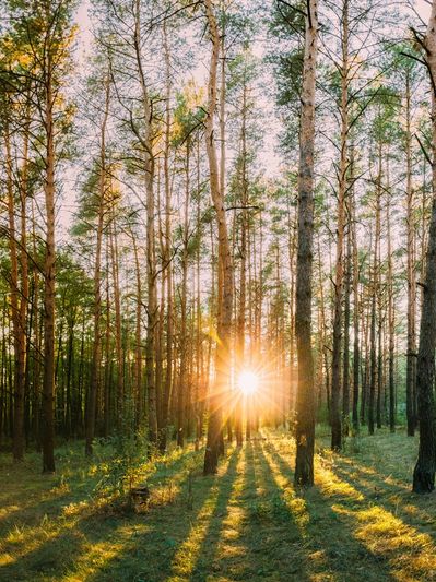 sunlight breaking through, representing clarity with insurance for trauma therapy in New York