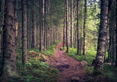 A picture of a trail through a forest. It evokes a serene, calm feeling.