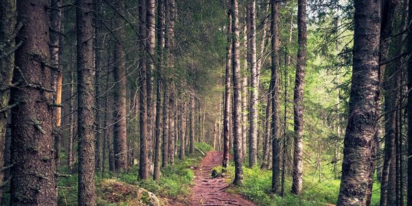 Walking path in the woods lined with trees.