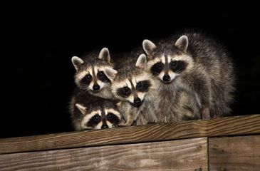 Baby Raccoons