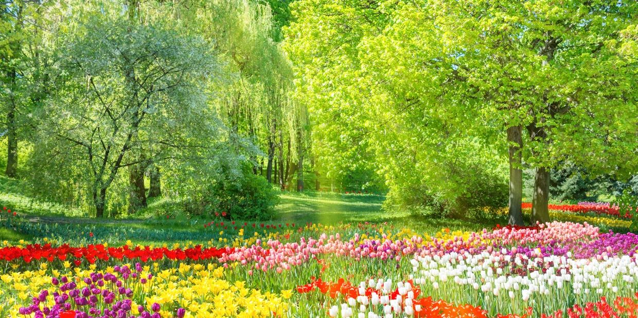 Colorful tulip garden under lush green trees on a sunny day.