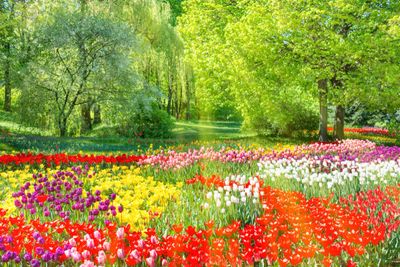 Colorful flower garden with vibrant tulips and lush green trees on a sunny day.