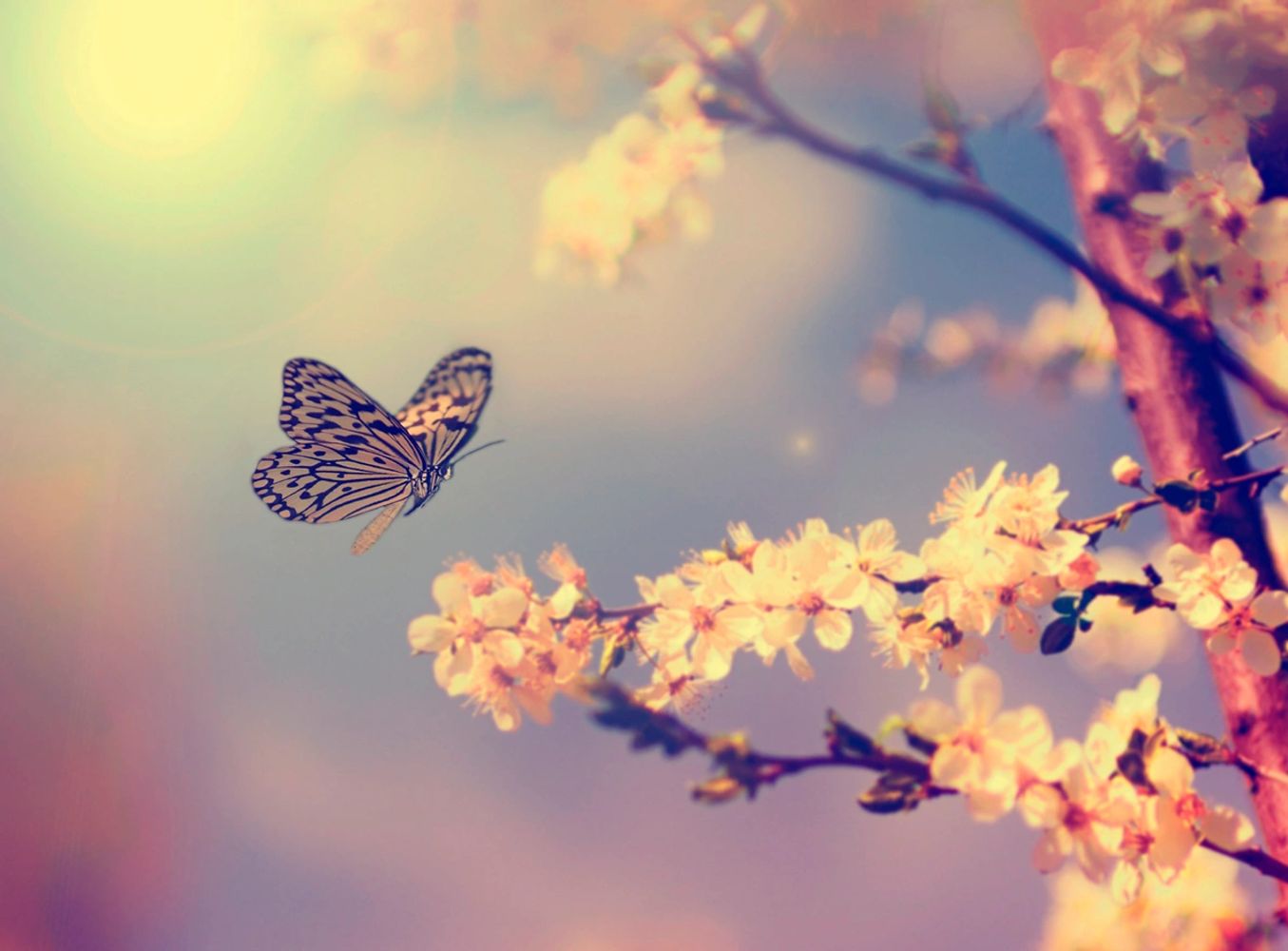 butterfly and tree blossom
