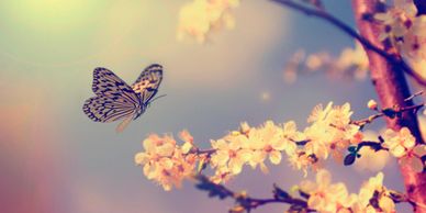 Butterfly on flowering tree