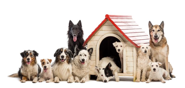 10 different dogs of different breeds and sizes sitting and lying around a kennel