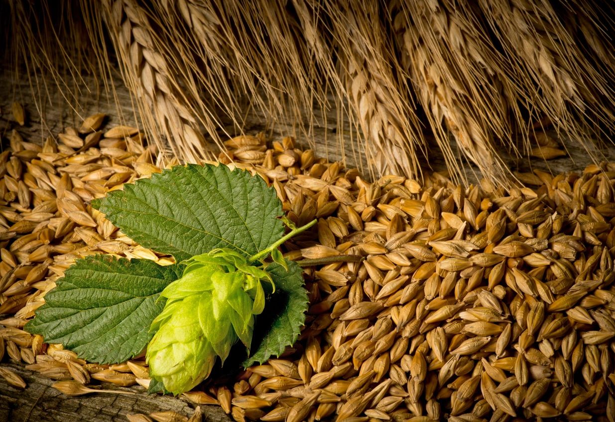 Let's Talk Beer! Part the First: Ales and Lagers - Hops and Malts