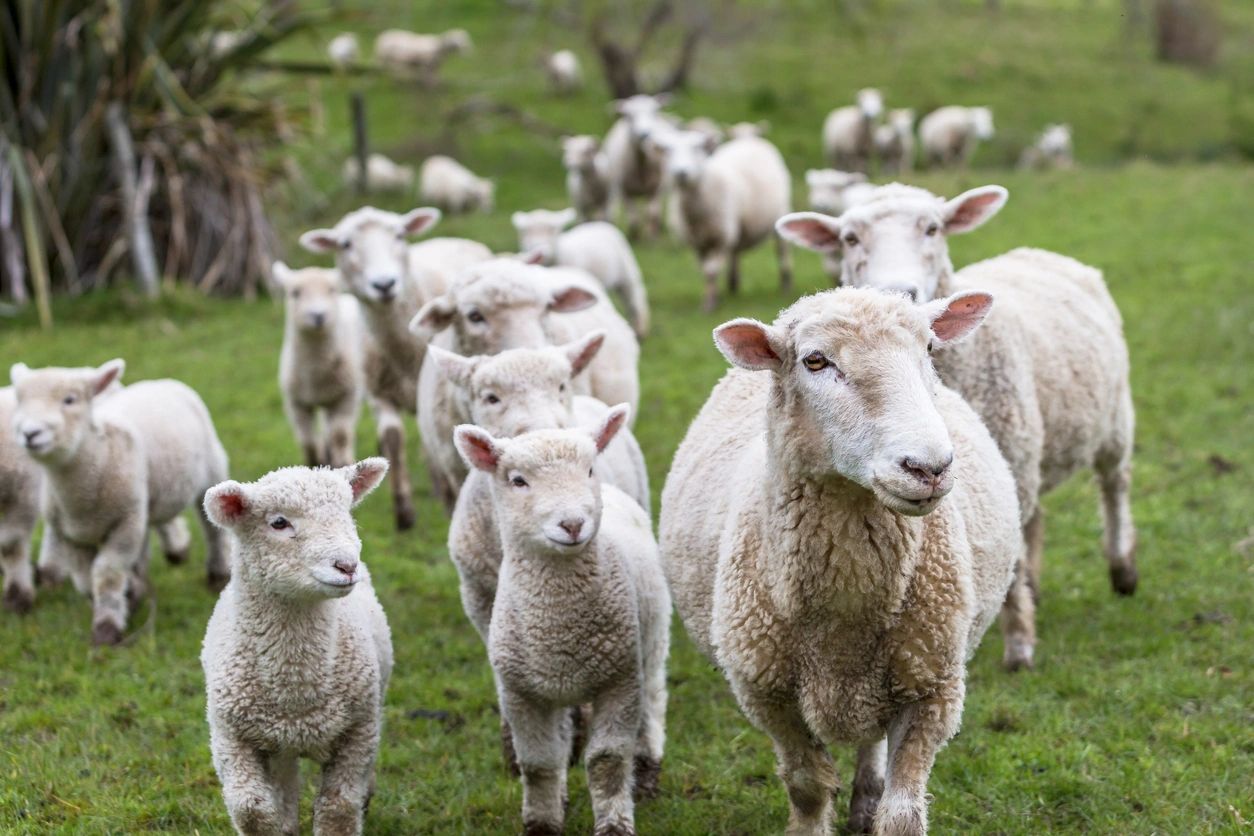 productos veterinarios para ovejas. productos veterinarios para ovinos.