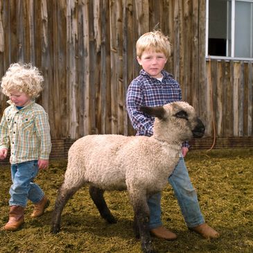 We have occasional visitors who wish to see the sheep and lambs (by appointment only please).