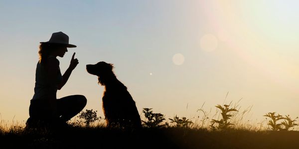 Training a dog to sit and stay