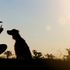 Shadow of a dog and owner looking at each other