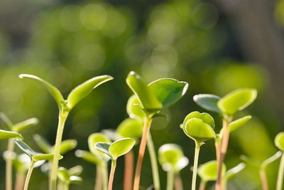 Young green seedlings sprouting from rich soil under sunlight.