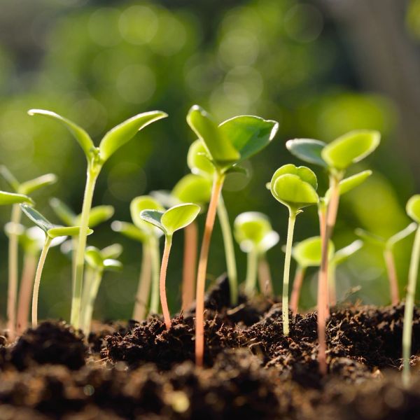 Young green seedlings sprouting from rich soil under sunlight.