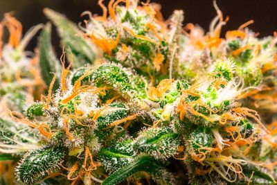 cannabis plant