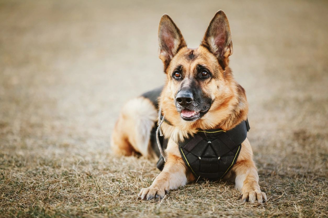 German shepherd lying down