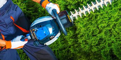 Professional trimming bushes hedges trees
