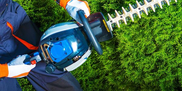 Person cutting a hedge