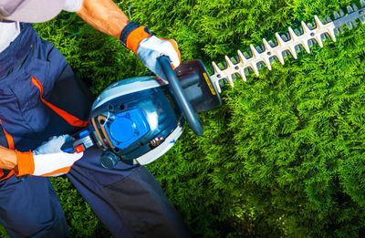 Hedge trimming by a professional gardener in Tameside, Stockport, and Kings Lynn