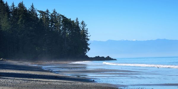 Misty beach scene with forest trees in background