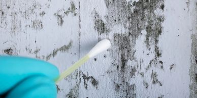 A gloved hand uses a cotton swab to collect mold from a wall.