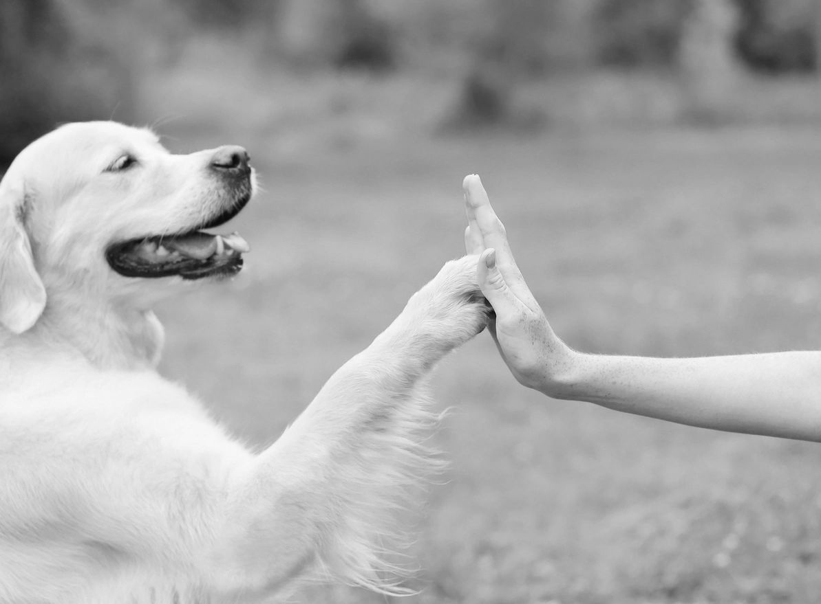A dog and a person sharing a high-five outdoors.
