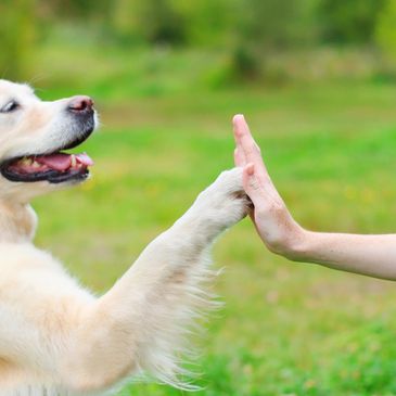 Dogs helping people