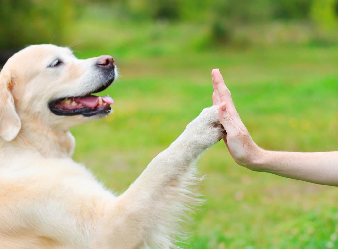Golden retriever giving a high-five to a human hand outdoors.