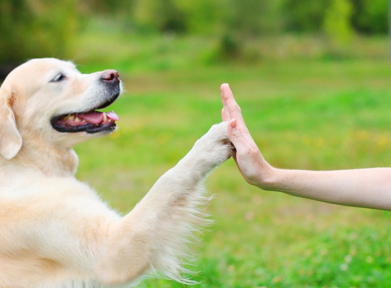 Sugardale Foods - The Sugardale Puppy Pound at Cleveland Browns Training  Camp is the perfect place to adopt your new best friend! Northeast Ohio  SPCA No-Kill Pet Shelter is working hard to